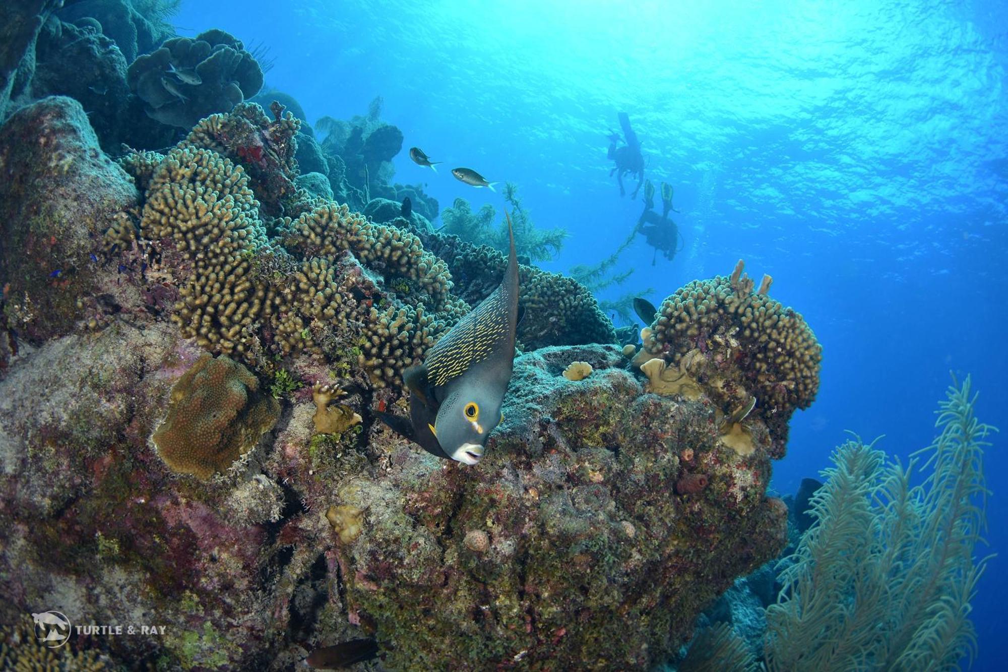 Lagun Blou Resort Curacao المظهر الخارجي الصورة